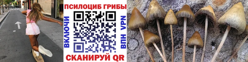 darknet клад  где купить наркоту  Ейск  Псилоцибиновые грибы Psilocybe 